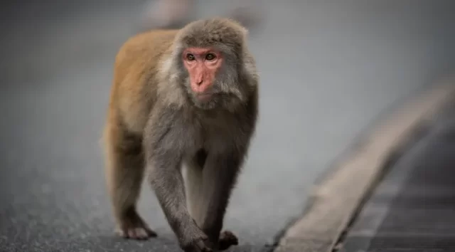 a-closeup-shot-of-a-japanese-macaque-on-the-street