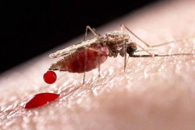mosquito-transmissor-da-malaria-original5