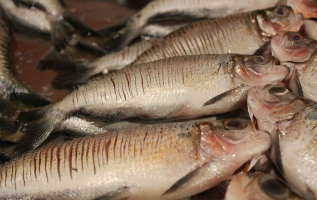 preco_do_peixe_varia_de_r_10_a_r_40_na_feira_da_manaus_moderna