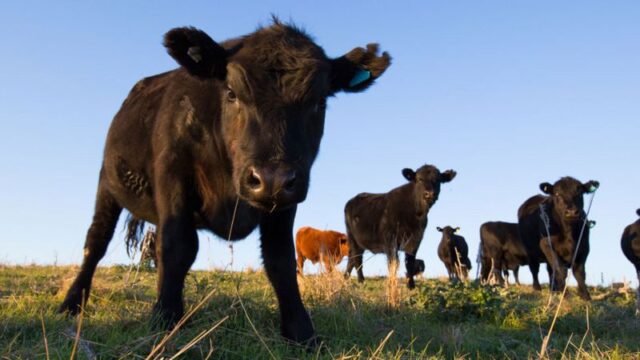 _103918722_cowsgetty2