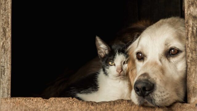 Projeto-que-proibe-eutanasia-de-caes-e-gatos-de-rua-saudaveis-e-aprovado-pela-Camara-1536x863