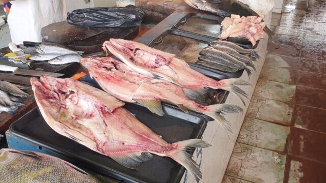 peixe-itacoatiara
