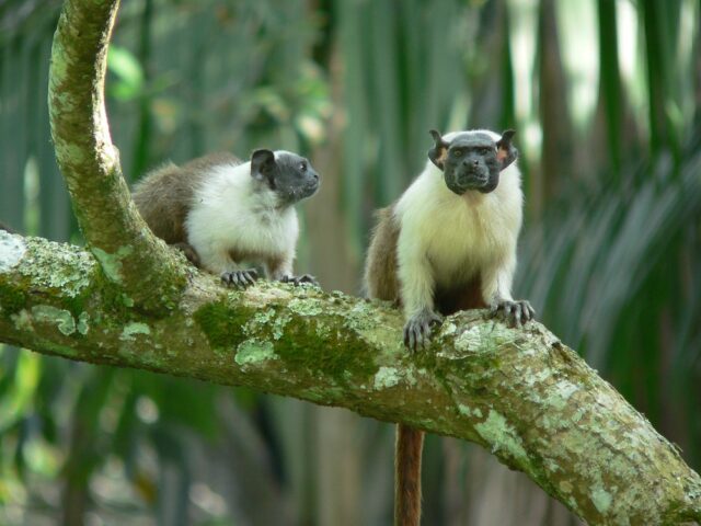 saguinus-bicolor-robson-czaban-71