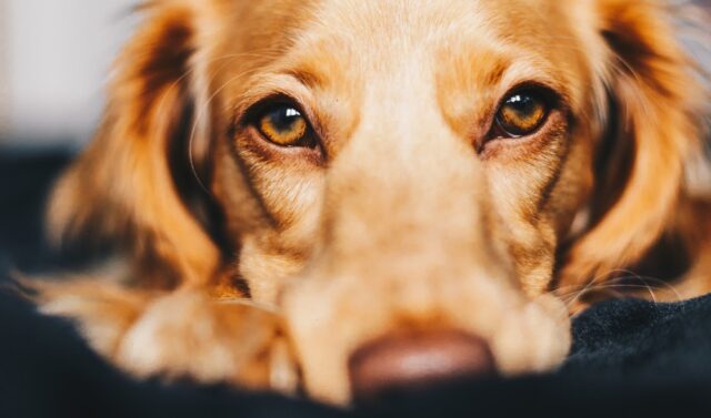 cachorro