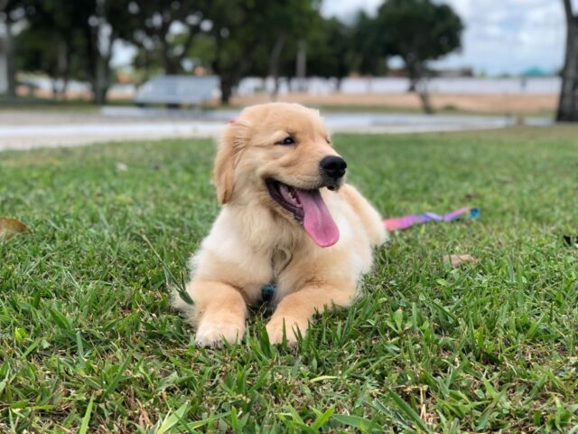 luna