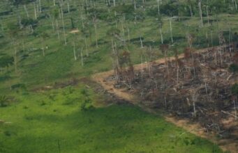 Amazônia registrou 249 km² devastados em novembro