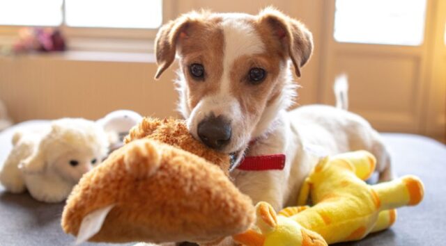 Preços dos alimentos para animais domésticos subiram, em média, 23,7%