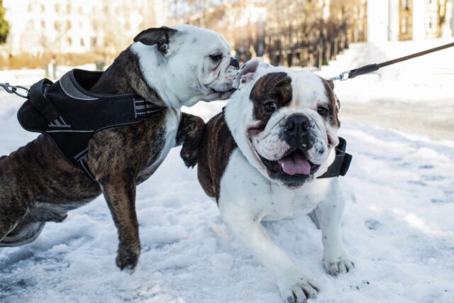 Buldogue inglês é uma das raças que a Noruega proibiu criação por respeito à lei de proteção animal — Foto: Petter Berntsen / AFP