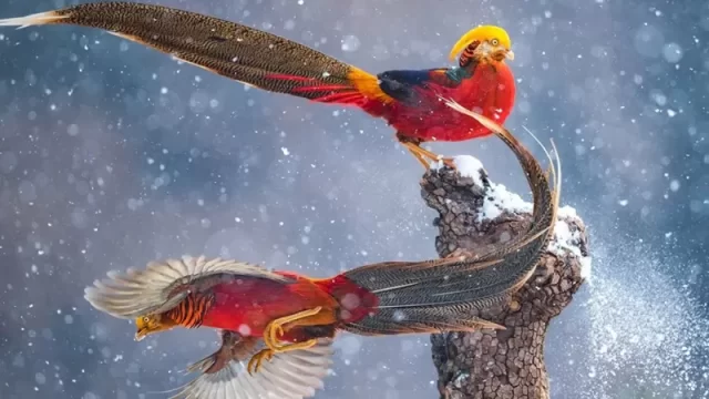 FOTO: QIAN GUO/ WILDLIFE PHOTOGRAPHER OF THE YEAR Legenda da foto, Na Reserva Natural Lishan, na China, Qiang observou dois faisões dourados machos trocando continuamente de lugar neste tronco