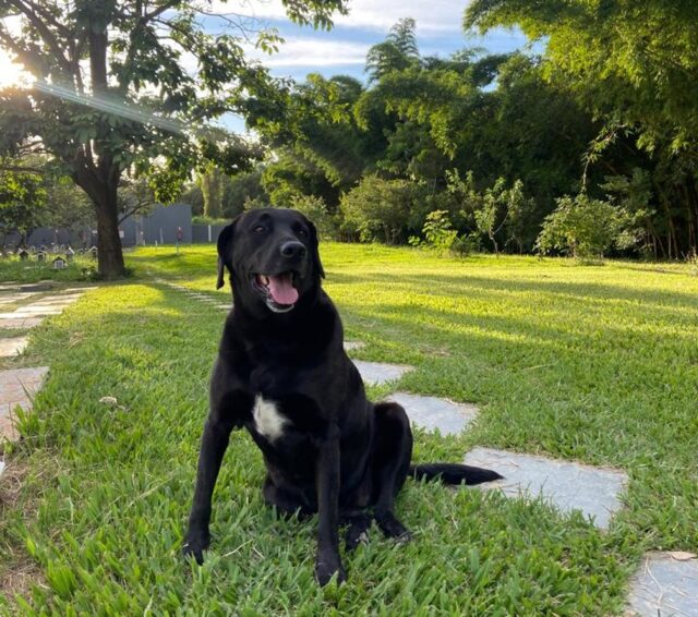 A 'gerente canina' do A Reviver, Maia Camargo — Foto: Cemitério e Crematório dos Animais A Reviver/Divulgação