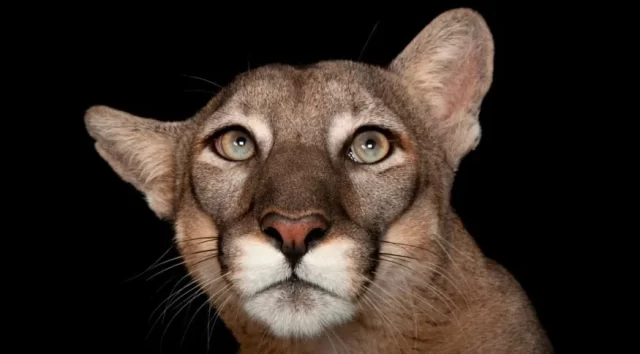 http___cdn.cnn_.com_cnnnext_dam_assets_220714095015-joel-sartore-7