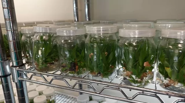 plantas-micropropagadas