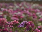 Inmet: primavera marca transição entre seca e chuva no centro do país