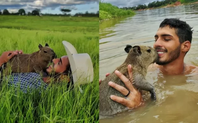 fazendeiro-capivara