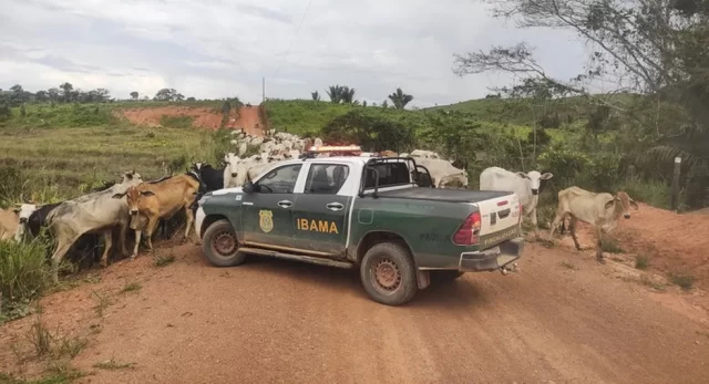 gado-ibama
