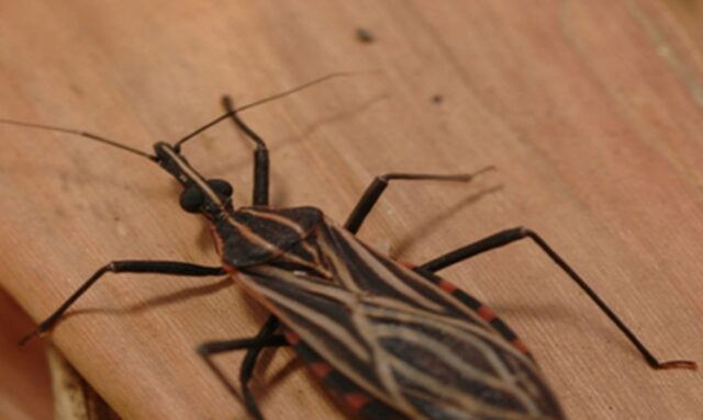 Fotos do inseto Rhodius Brethesi, o Barbeiro, vetor da Doença de Chagas