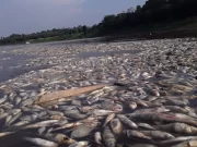 Com 15 cidades em emergência e rios secos, AM registra morte de peixes, botos e outros animais