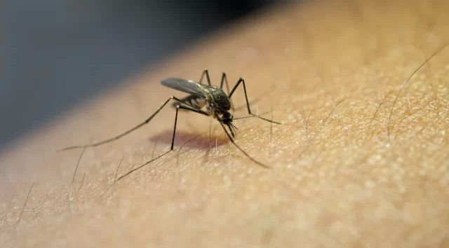 Dengue-2-e1710446357361