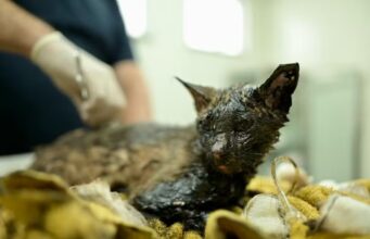 Gato é encontrado com corpo coberto de piche na Zona Norte de Manaus
