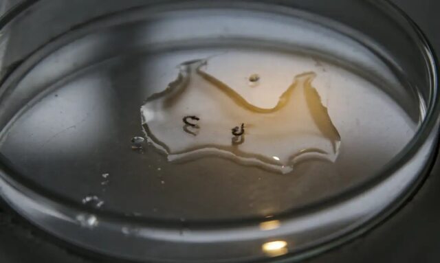 WhatsApp Image 2025-02-03 at 12.41.51