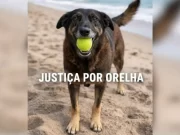 O que se sabe sobre caso de morte de cão Orelha em praia de SC