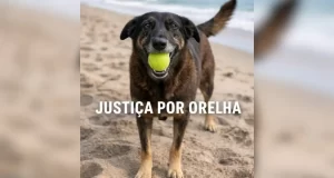 Cão Orelha: MP pede arquivamento de inquérito e afasta hipótese de agressão