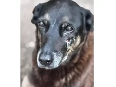 Caso Orelha: o que se sabe até agora sobre a morte do cão em SC