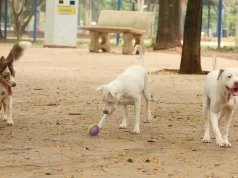 Estatuto dos Cães e Gatos prevê penas para quem maltratar animais