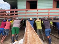 Fenômeno ‘terras caídas’ avança no interior do AM e moradores se unem para deslocar casas