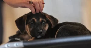 Lei define guarda compartilhada de pets; veja detalhes