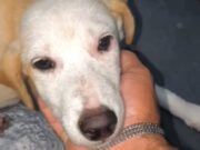 Tripulante que resgatou cadela à deriva em rio no AM diz que animal está bem e ganhou nome: ‘Yara’