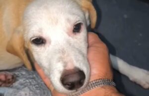 Tripulante que resgatou cadela à deriva em rio no AM diz que animal está bem e ganhou nome: ‘Yara’