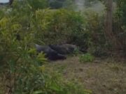 Búfalos morrem eletrocutados em comunidade rural do Amazonas