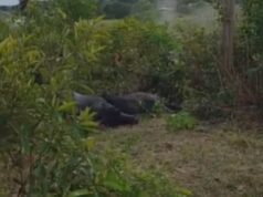Búfalos morrem eletrocutados em comunidade rural do Amazonas