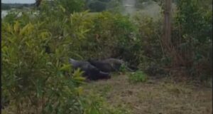 Búfalos morrem eletrocutados em comunidade rural do Amazonas