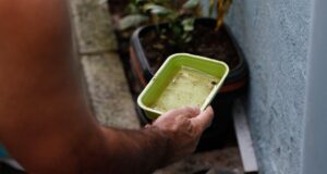 El Niño pode aumentar casos de chikungunya e dengue no Brasil