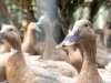 Entidades defendem projeto que proíbe alimentação forçada de animais