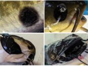 Cientistas descrevem o primeiro câncer contagioso entre peixes: as células do tumor passam de um animal para outro