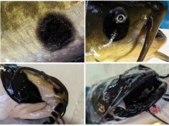 Cientistas descrevem o primeiro câncer contagioso entre peixes: as células do tumor passam de um animal para outro