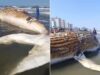 Baleia morta no litoral de SP atrai banhistas; biólogo alerta para doenças e tubarões; VÍDEO