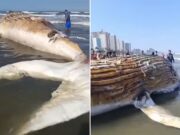 Baleia morta no litoral de SP atrai banhistas; biólogo alerta para doenças e tubarões; VÍDEO