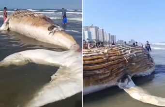 Baleia morta no litoral de SP atrai banhistas; biólogo alerta para doenças e tubarões; VÍDEO