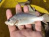 Cientistas identificam taxa recorde de deformações em peixes do ES