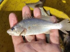 Cientistas identificam taxa recorde de deformações em peixes do ES
