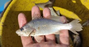 Cientistas identificam taxa recorde de deformações em peixes do ES