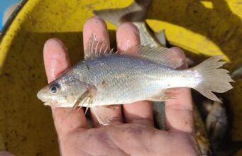 Cientistas identificam taxa recorde de deformações em peixes do ES