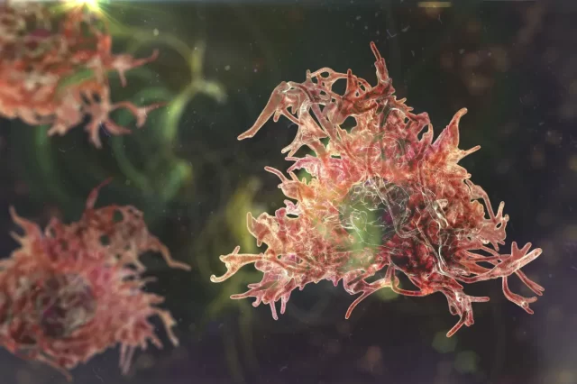 naegleria_fowleri_ameba