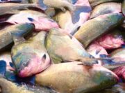 Após tambaqui entrar em lista de espécies ameaçadas, ministro garante que pesca e venda não serão proibidas