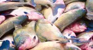 Após tambaqui entrar em lista de espécies ameaçadas, ministro garante que pesca e venda não serão proibidas